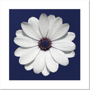 White Osteospermum Daisy Festival Flower Vector Art Posters and Art